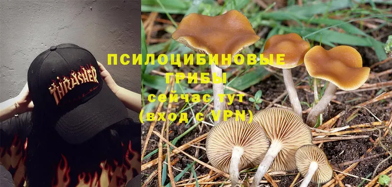 Галлюциногенные грибы Magic Shrooms  Александровск-Сахалинский 